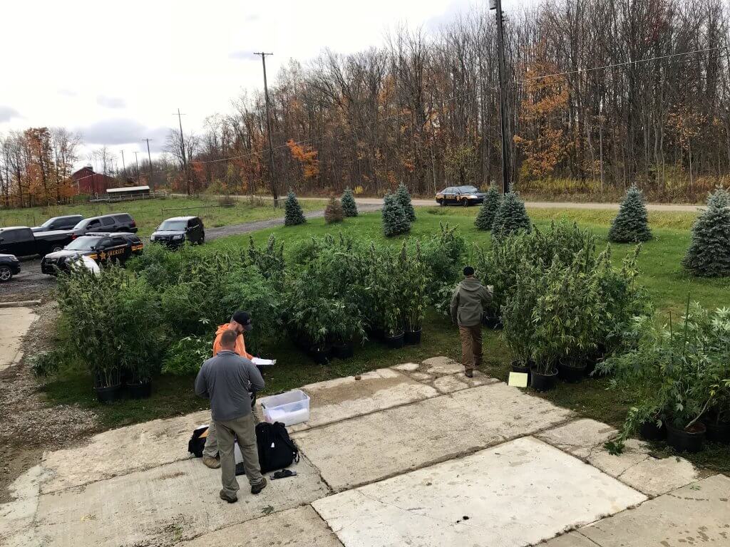 Sheriff’s Office, DEA Bust Massive Indoor Marijuana Grow Operation