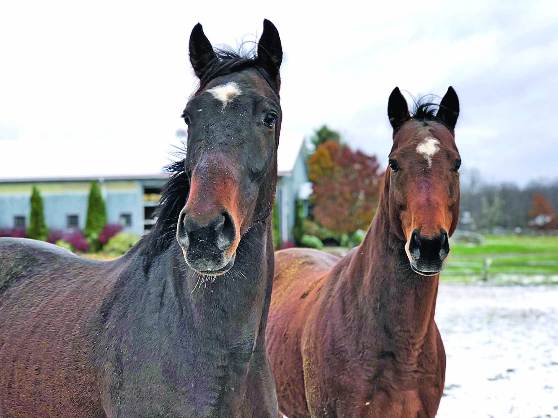 Judge Orders Chester Woman to Give up Abused Horses, Pay $14,373 ...