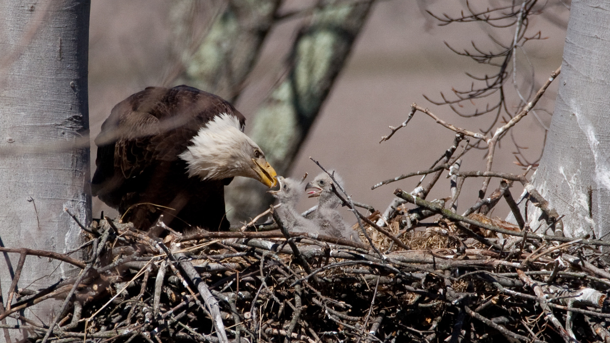 citizen-scientist-census-finds-707-bald-eagle-nests-in-ohio-geauga-county-maple-leaf